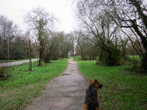 les étangs d'Apigné, Au Poil Dans Mes Pattes, éducateur canin comportementaliste Rennes
