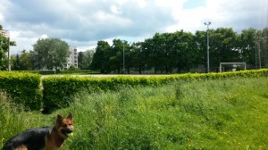 Sortir son chien à Rennes, Au poil dans mes pattes! Comportementaliste et éducateur canin 35