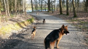 Petit chien et grand chien, AU POIL DANS MES PATTES! Comportementaliste éducateur canin sur Rennes et Ille et Vilaine 35