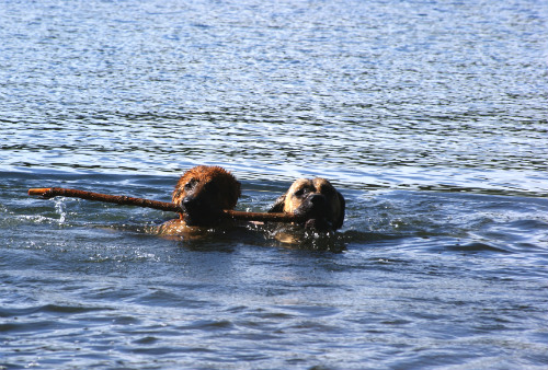 2 chiens dans l'eau avec un baton