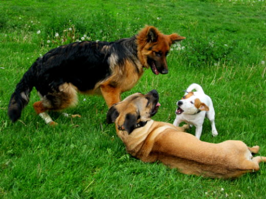 chien berger allemand, cane corso et jack russel
