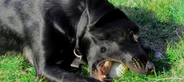 chien noir jouant avec une balle