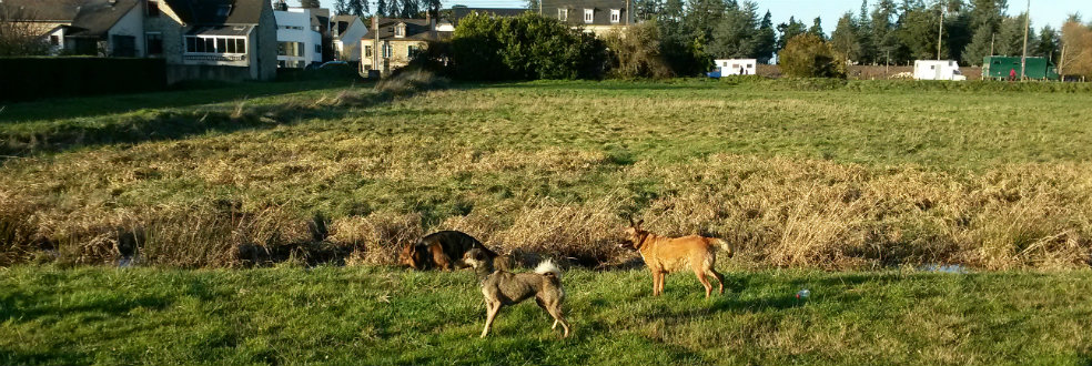 chiens promenade prairies saint martin (rennes)