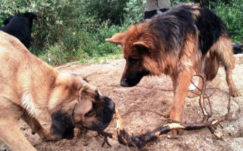 Chien Berger allemand et chien cane corso jouant avec un baton dans le sable, AU POIL DANS MES PATTES! Educateur canin comportementaliste sur Rennes et alentours