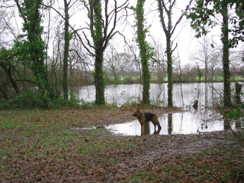 chien berger allemand aux étangs d'Apigné, Au Poil Dans Mes Pattes, éducateur canin comportementaliste Rennes