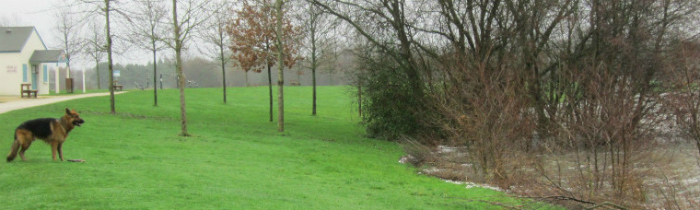chien berger allemand aux étangs d'Apigné, Au Poil Dans Mes Pattes, éducateur canin comportementaliste Rennes