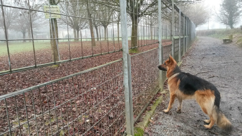chien berger allemand, Au Poil Dans Mes Pattes! éducateur canin comportementaliste Rennes