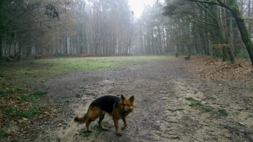 Chien berger allemand dans l'Aire de liberté canine du parc des Gayeulles à Rennes, Au Poil Dans Mes Pattes!