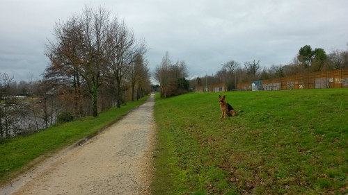 chien berger allemand le long de la Vilaine à Rennes