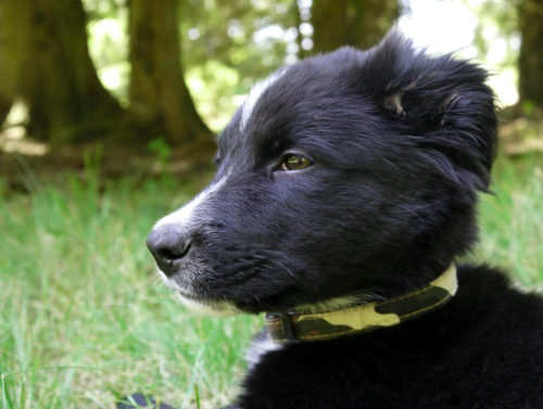 chiot noir, Au Poil Dans Mes Pattes! éducateur canin comportementaliste Rennes