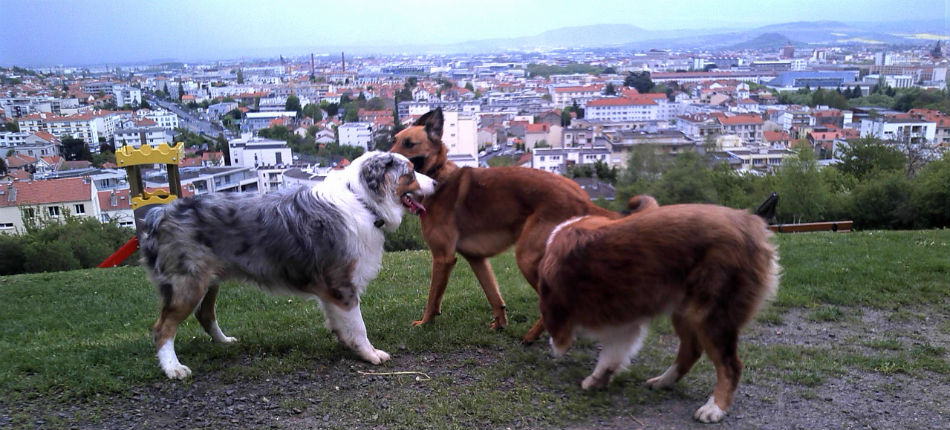 Rencontre entre chiens. Au poil dans mes pattes! educateur canin comportementaliste 35